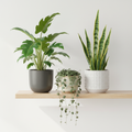 3 green foliage house plants