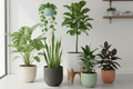 6 green house plants