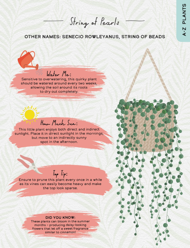 Please Don't Die - Houseplant Guide Book