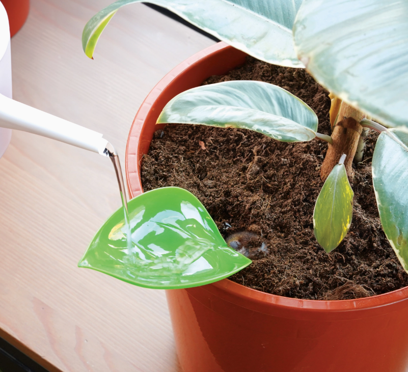 Foliage Funnels - Plant Watering Tools