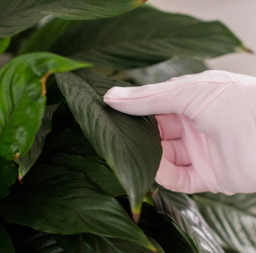 Plant Dusting Gloves