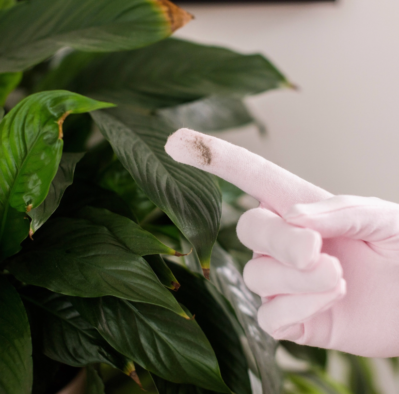 Plant Dusting Gloves