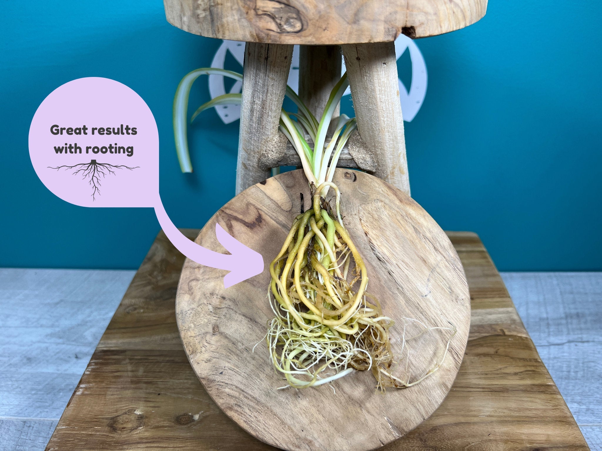 Plant Propagation Gift Set #7